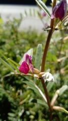 Vicia sativa