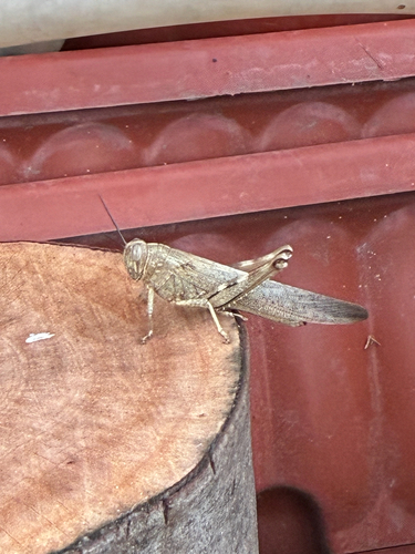 Egyptian Bird Grasshopper