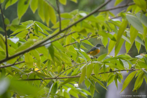 Orange-bellied Flowerpecker