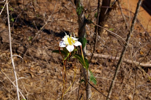 Strophanthus petersianus image