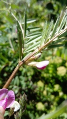 Vicia sativa