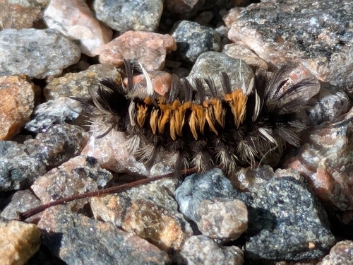 Milkweed Tussock Moth