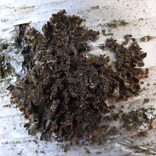 Lustrous Camouflage Lichen