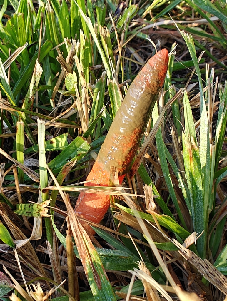 devil's dipstick · September 2026 · photo: Photo: (c) Mark Jones, some rights reserved (CC BY) · iNaturalist