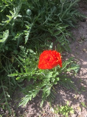 Papaver orientale