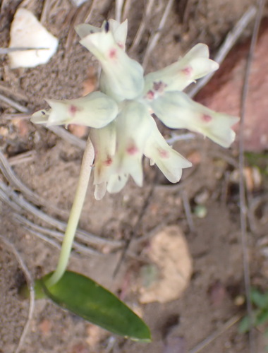 Lachenalia bowkeri