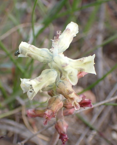 Lachenalia bowkeri
