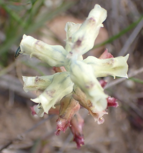 Lachenalia bowkeri