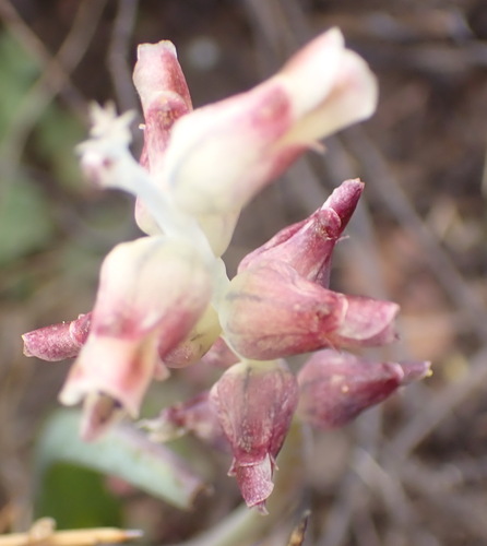 Lachenalia bowkeri