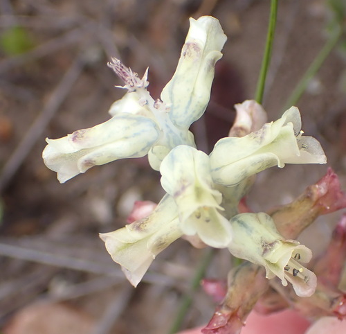 Lachenalia bowkeri