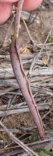 Lachenalia bowkeri