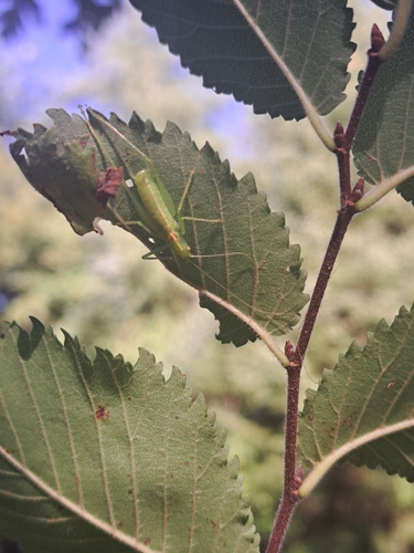 Southern Oak Bush-cricket