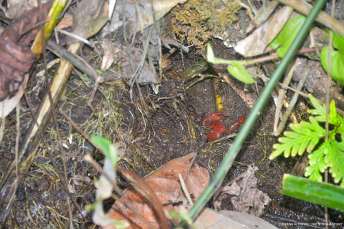 Salangathelphusa brevicarinata