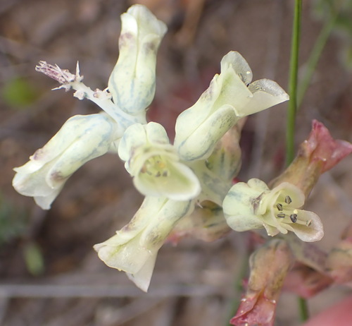 Lachenalia bowkeri