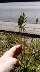 Bromus hordeaceus