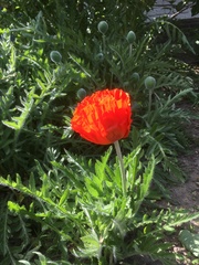 Papaver orientale