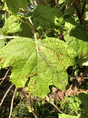 Cercospora hydrangeae