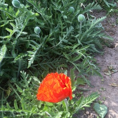 Papaver orientale