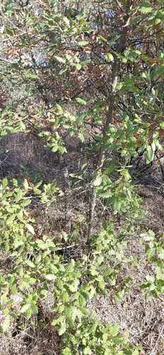 Quercus faginea, photograph 6
