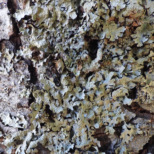 Netted shield lichen