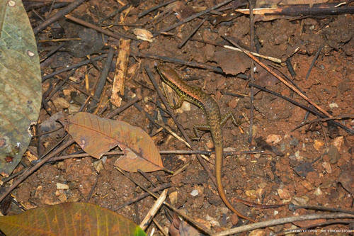Spotted Forest Skink