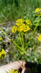 Euphorbia esula