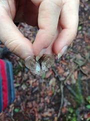 Pareuptychia binocula