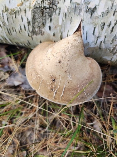 birch polypore
