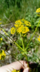 Euphorbia esula