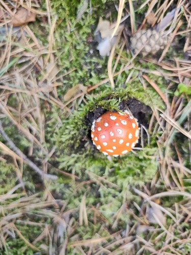 Fly Agaric