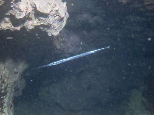 Platybelone argalus observed 2026-08-31