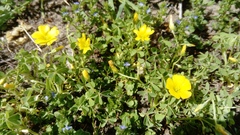 Oxalis dillenii