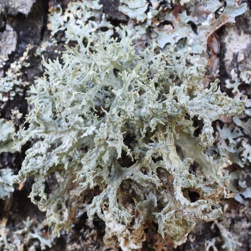 Oakmoss