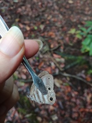 Pareuptychia binocula