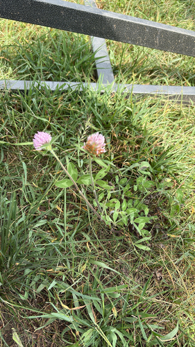 Red Clover