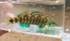 Etheostoma lynceum