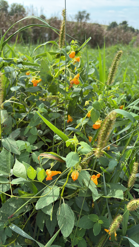 common jewelweed