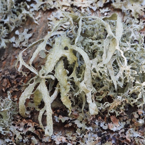 Cartilage Lichen
