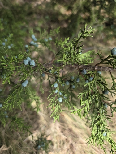 Juniperus ashei, photograph 4