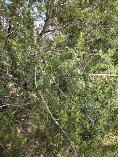 Juniperus ashei, photograph 5