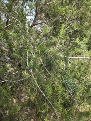 Juniperus ashei, photograph (c) Rachel, some rights reserved (CC BY)