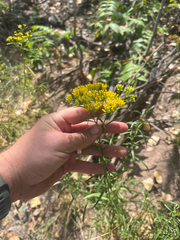 Gymnosperma glutinosum, photograph author not stated, no rights reserved