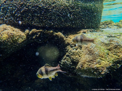 Spanner Barb