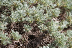 Astragalus arnacantha