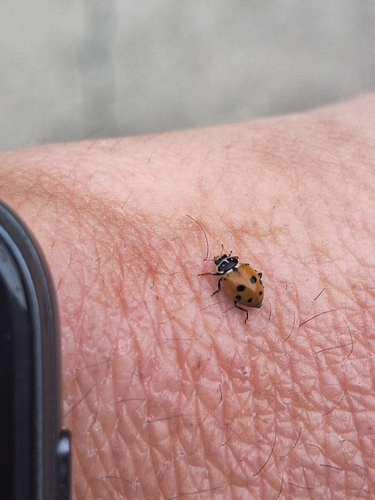 Variegated Lady Beetle