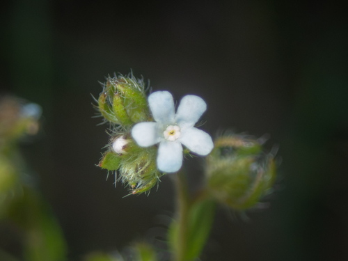 Flatspine Stickseed