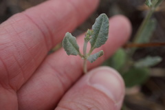 Eriogonum gracile gracile