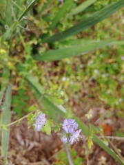 Phacelia maculata