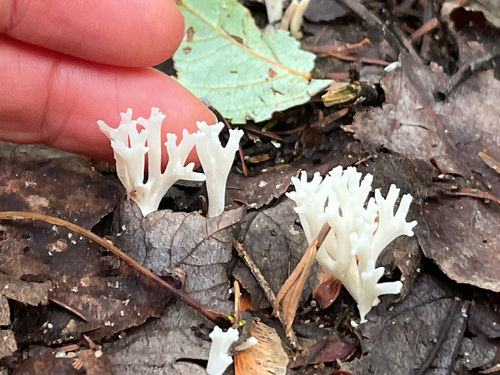 white coral fungus