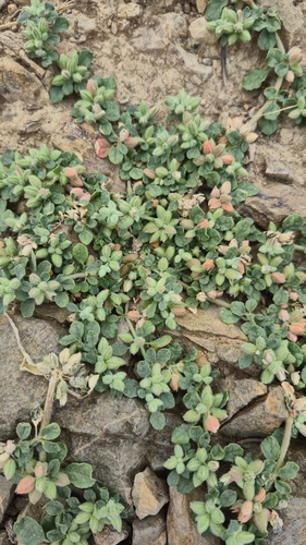 Hairy Carpet Weed